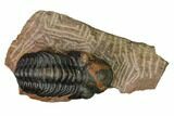 Reedops Trilobite With Nice Eyes - Lghaft , Morocco #164623-2